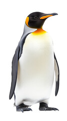 Obraz premium Penguin on transparent background