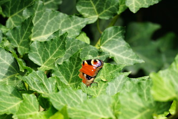butterfly hiding behind leaf