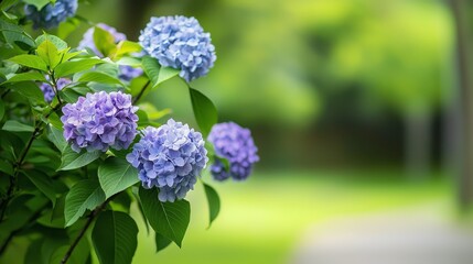 Obraz premium A bush adorned with purple and blue blossoms, situated before a green park teeming with trees