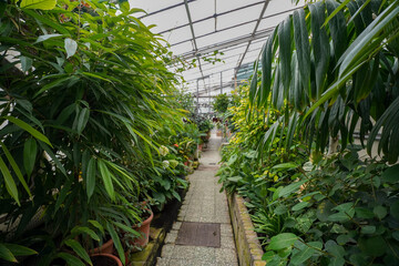 tropical vegetation in the british botanical garden greenhouse of bratislava