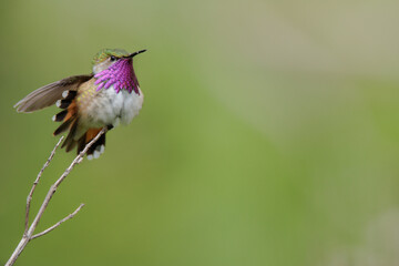 Colibríe zumbador mexicano . Selasphorus heloisa