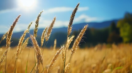Fototapeta premium A scene of tall grasses filling a field, framed by the sun-kissed mountains in the background