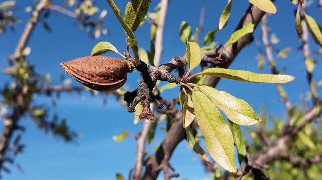 Rama de almendro con almendras en verano