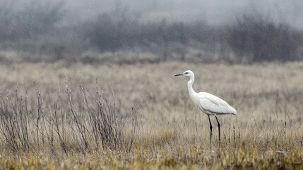 Obraz premium A large white bird stands in a dry grass field, surrounded by tall grass and distant trees