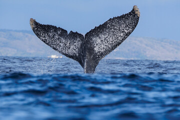 Fototapeta premium Ballena jorobada - Megaptera novaeangliae