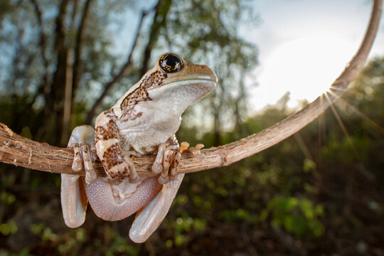 rana lechosa - Trachycephalus vermiculatus