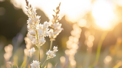  A tight shot of a blooming flower against a backdrop of sunlit grass and flowers