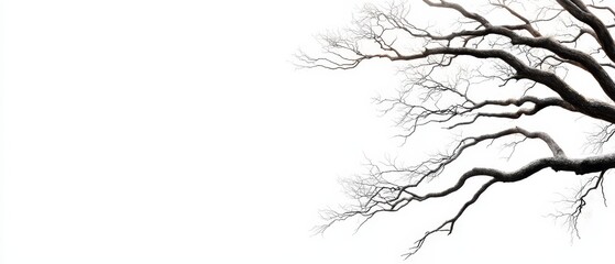 Fototapeta premium A monochrome image of a leafless tree harboring a bird atop a bare branch