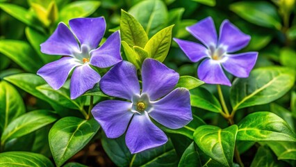 * Delicate purple flowers with five petals surround a sunny yellow center, blooming amidst a backdrop of robust green foliage.