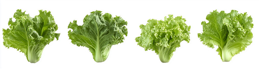 The set of lettuce leaves isolated on a white background