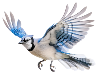PNG Blue jay bird in flight