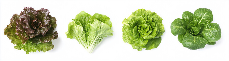 Obraz premium The set of lettuce leaves isolated on a white background