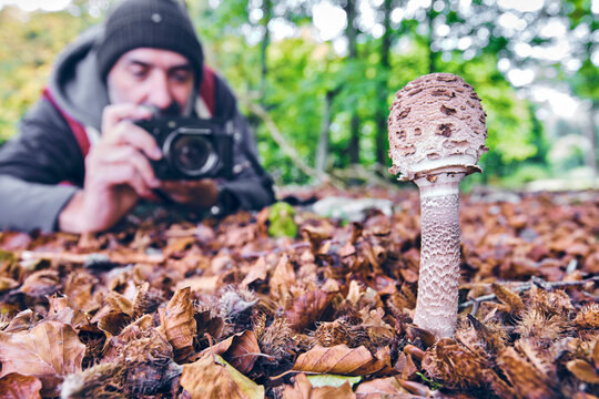 Photographer Capturing a Macrolepiota Procera parasol Mushroom in a Beech Forest - Powered by Adobe