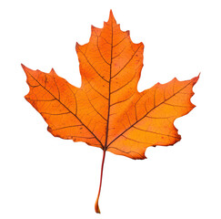 Fototapeta premium Orange maple leaf with detailed veins, showcasing the vibrant autumn colors and intricate natural patterns in its structure. Isolated on transparent background, png.