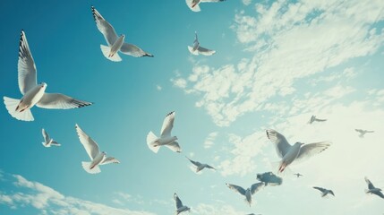 Fototapeta premium Flock of Seagulls Soaring Through a Cloudy Blue Sky