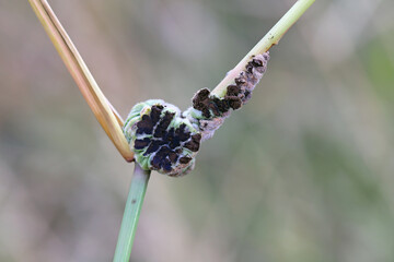 Ustilago trichophora, fungus in the family smut fungi, Ustilaginaceae. A microscopic fungus that...