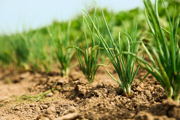 Young green onion sprouts growing in field