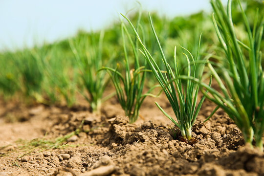 Young green onion sprouts growing in field