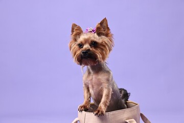 Cute Yorkshire Terrier dog in bag on violet background