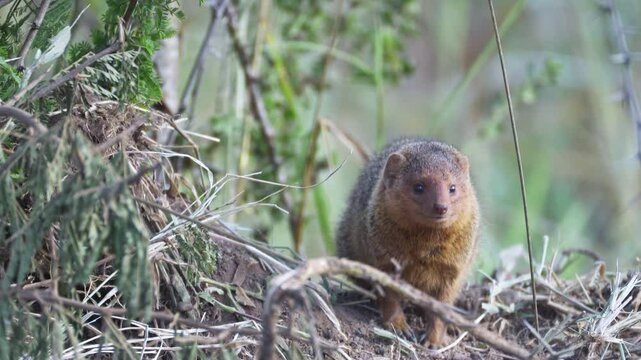 Magnus Locus explores its habitat, showcasing curiosity in the woods, Uganda