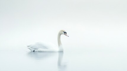 Fototapeta premium A White Swan Gracefully Navigates Calm Waters Against a Misty Background