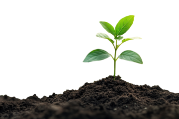 Young plant growing in soil sprout nature green.