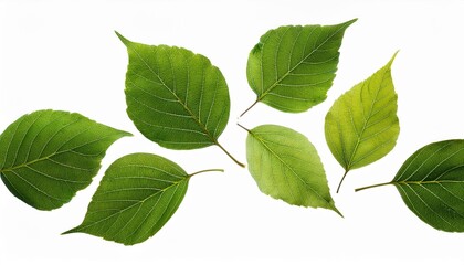Obraz premium green leaves isolated on white