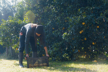 Farmer man picking up basket full of oranges from the ground