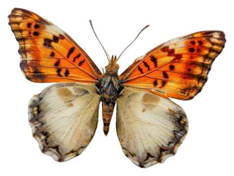 PNG Vintage stamp with butterfly animal insect paper.