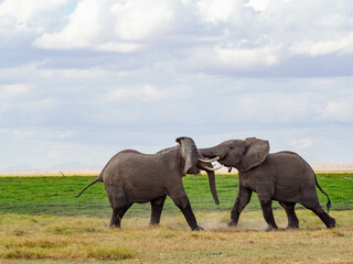 Obraz premium Two male african elephants (Loxodonta africana) fighting in the Savannah during a Safari
