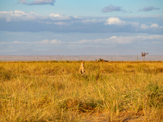 Lioness (Panthera leo) in the the savannah ready for hunting