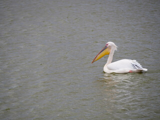 Fototapeta premium great white pelican (Pelecanus onocrotalus) floating on a lake