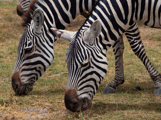 close up of Zebras (Equus quagga) during a Safari in Africa eating grass