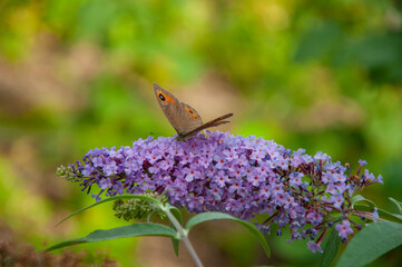 Butterfly bush. Butterfly or Buddleja flower. Buddleia flower purple color with butterfly insect. Maniola jurtina on Buddleja. Meadow brown butterfly. Buddleja purple flower. Ukraine