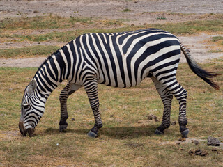 Fototapeta premium Zebra (Equus quagga) eating grass during an african Safari