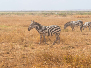 Fototapeta premium group of zebras (Equus quagga) during a Safari in Africa standing and eating grass in the Savannah