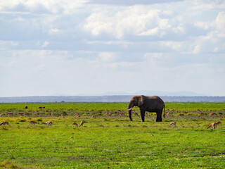 An african elephant (Loxodonta africana) surrounded by Thomson gazelles during a Safari