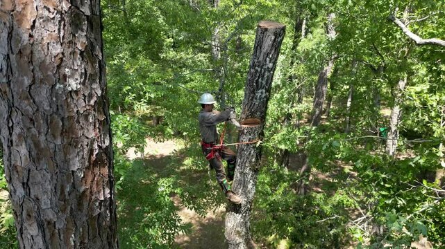 Tree arborist using chainsaw to cut tree down, while wearing safety gear.