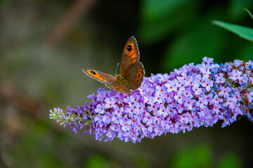 Buddleja purple flower. Butterfly bush. Butterfly or Buddleja flower. Buddleia flower purple color with butterfly insect. Maniola jurtina on Buddleja. Meadow brown butterfly migration
