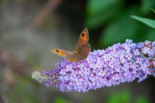 Meadow brown butterfly. Buddleja purple flower. Butterfly bush. Butterfly or Buddleja flower. Buddleia flower purple color with butterfly insect. Maniola jurtina on Buddleja. Wing patterns