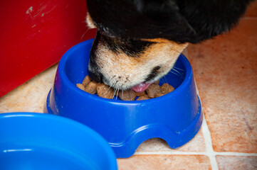 Pet dog has mestizo breed. Pet nutrition. Adopt a dog. Pet day. Healthy animal feeding. Dog eating...