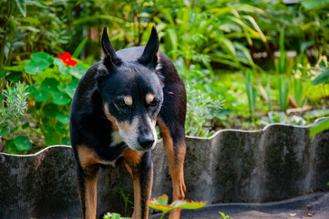 Dog outdoor. Pet dog has mestizo breed. Pet adoption. Adopt a dog. Pet day. Banner