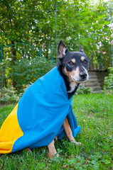Ukraine flag on dog pet. Flag of Ukraine. Independence day. Ukraine day. Flag day. Pet dog outdoor. Dog in Ukrainian flag. Adopt a dog