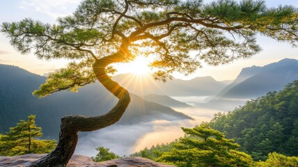 The sun sets behind clouds in Shandong, illuminating mountains and a foggy sea beneath. A solitary pine tree frames the scene, enhancing the tranquil beauty of the landscape