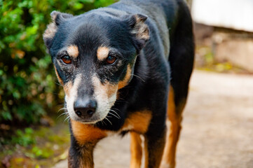 Dog outdoor. Pet dog has mestizo breed. Pet adoption. Adopt a dog. Pet day. Indoor pets