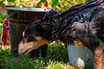 Hygiene and care of animals. Grooming salon. Dog owner washing his pet. Dog enjoying washing...