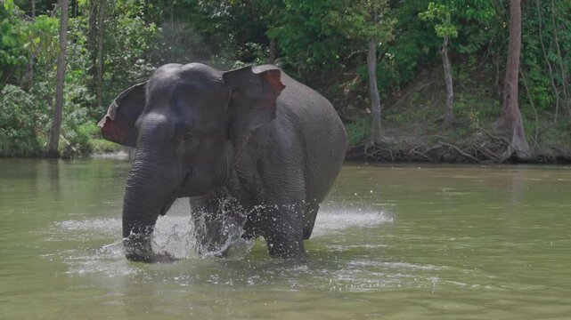 Slow motion video of a sumatran elephant having fun in the river

