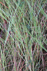 The forage plant Bothriochloa ischaemum grows in nature