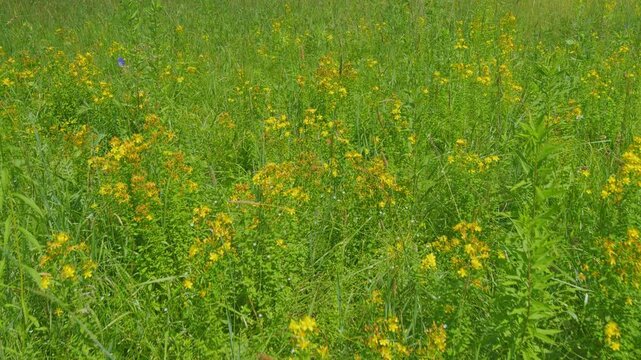 Hypericum Perforatum, Known As Perforate St John S-Wort. Species Of Genus Hypericum. Close Up.