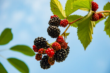 Organic berry harvest. Vitamin garden. Blackberry berry. Branch of ripe blackberry on a bush in a...